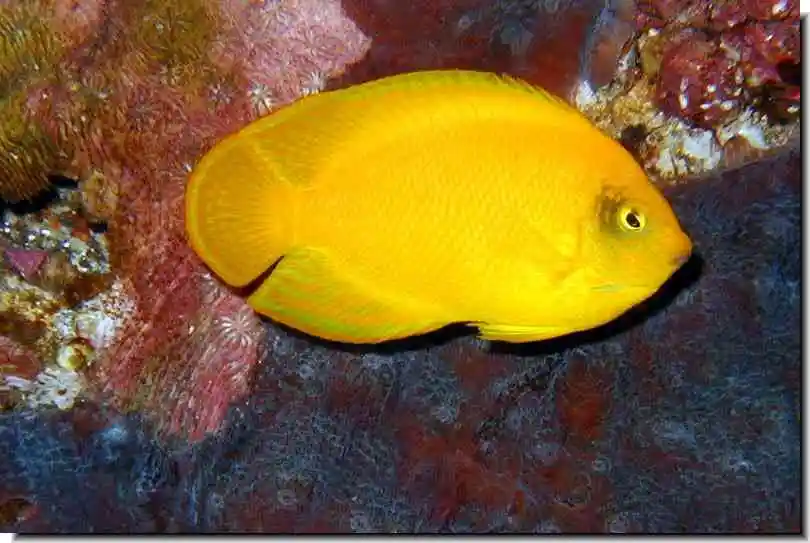 Centropyge heraldi